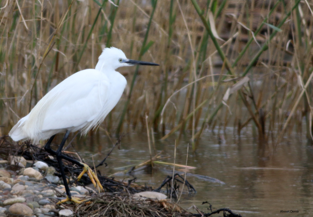 Little Egret